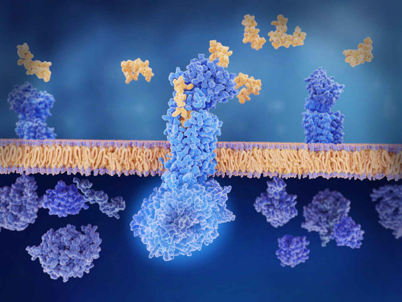 3D rendering of compounds binding to receptors